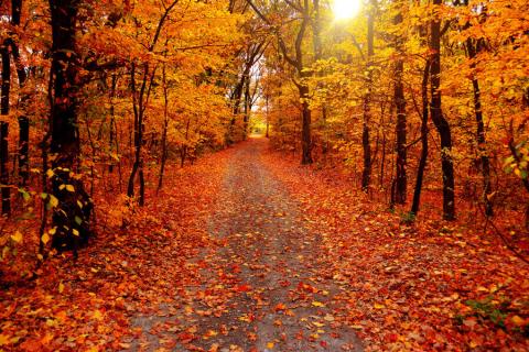 autumn