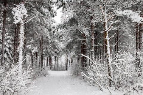 winter